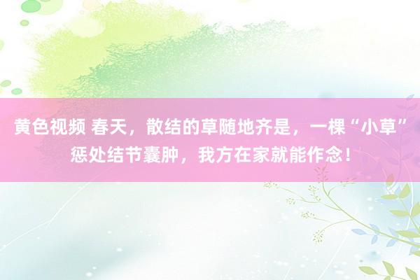 黄色视频 春天，散结的草随地齐是，一棵“小草”惩处结节囊肿，我方在家就能作念！