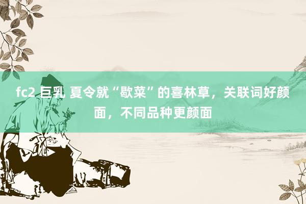 fc2 巨乳 夏令就“歇菜”的喜林草，关联词好颜面，不同品种更颜面