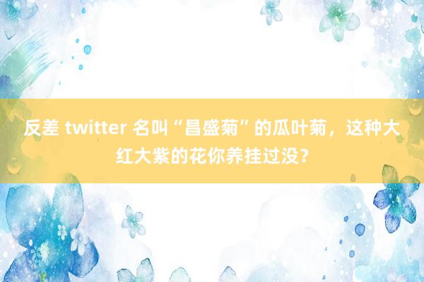 反差 twitter 名叫“昌盛菊”的瓜叶菊，这种大红大紫的花你养挂过没？